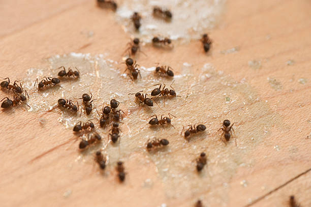 Best Affordable Pest Control Services  in Evart, MI